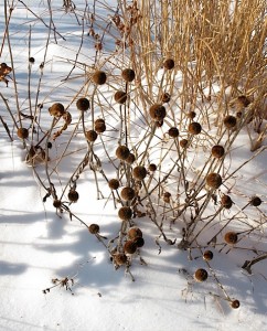 echinacea, rudbeckia and miscanthus in winter