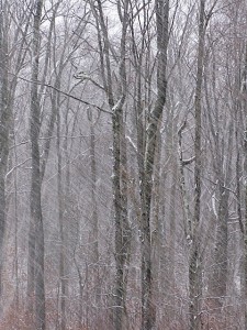 forest in snow storm