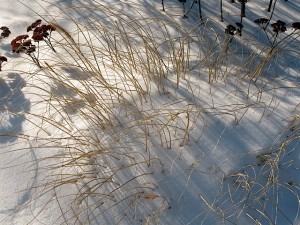 fountain grass and sedum in snow