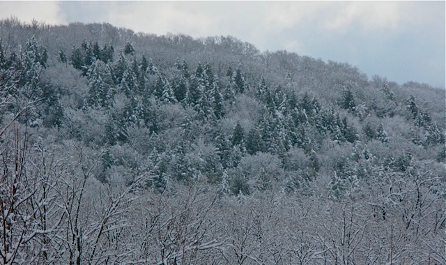 Looking to the east after the snow storm, late February © 2010 TGE