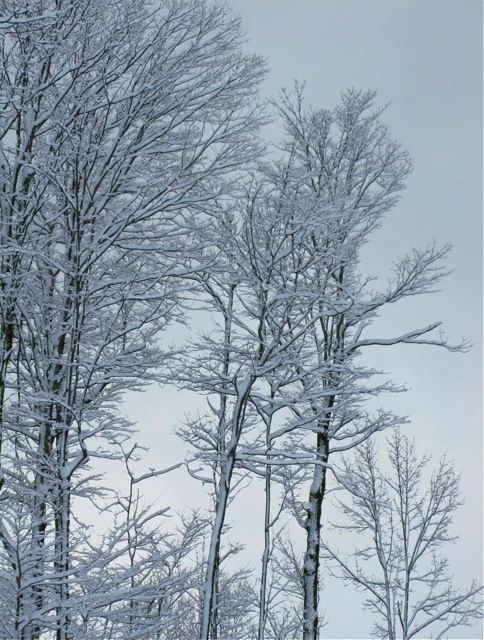 Snow covered trees in morning light - after the snow storm © 2010 TGE