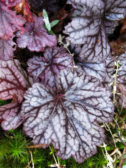 Heuchera Stormy Seas © 2010 Michaela at TGE