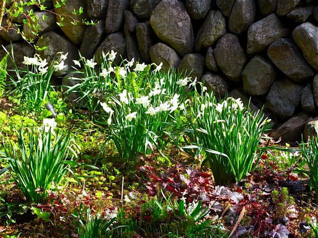 Secret Garden in Early Spring.Sterling Narcissus, Heuchera, Ostrich Fern, Tiarella at the foot of Stewartia © 2010 Michaela at TGE