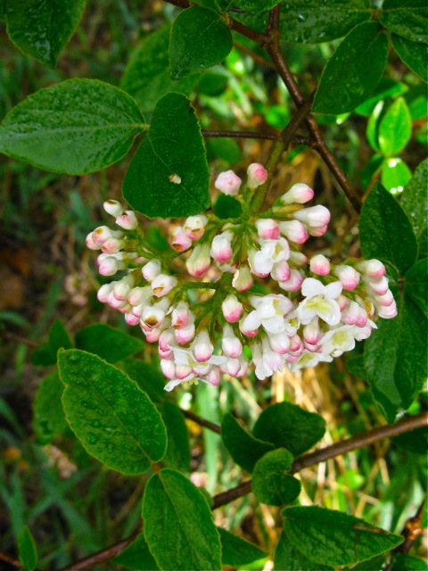 Viburnum x burkwoodi 'Anne Russell' © 2010 Michaela at TGE