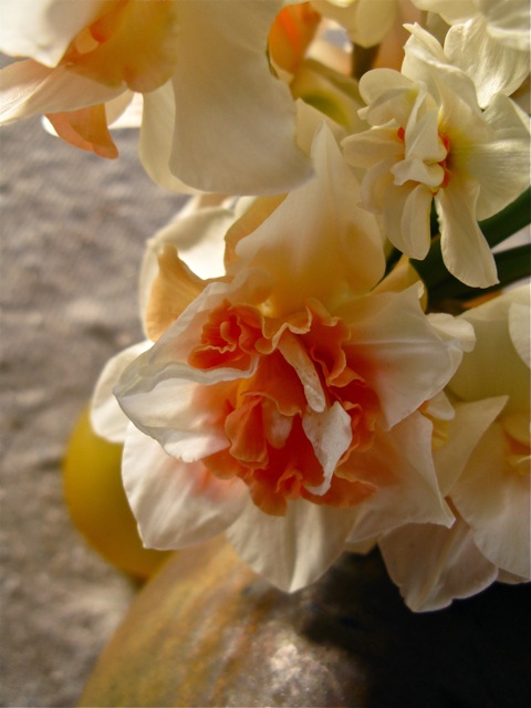 daffodils at dinner © 2010 Michaela at TGE