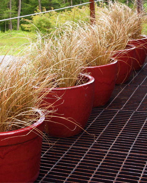 Ornamental Grass In Containers The Gardener S Eden
