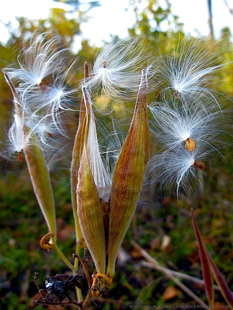 Asclepias Tuberosa The Gardener S Eden