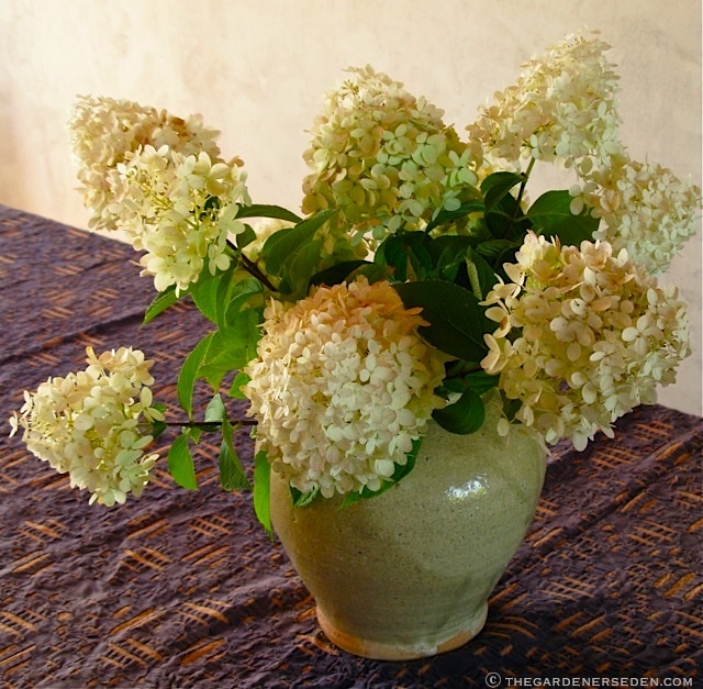 Image of Bombshell hydrangea in a vase