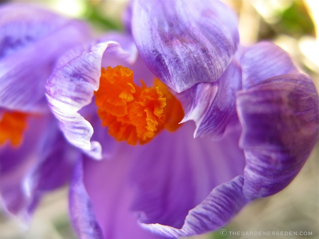 Crocus-Petals-Unfolding ©-Michaela @ TGE