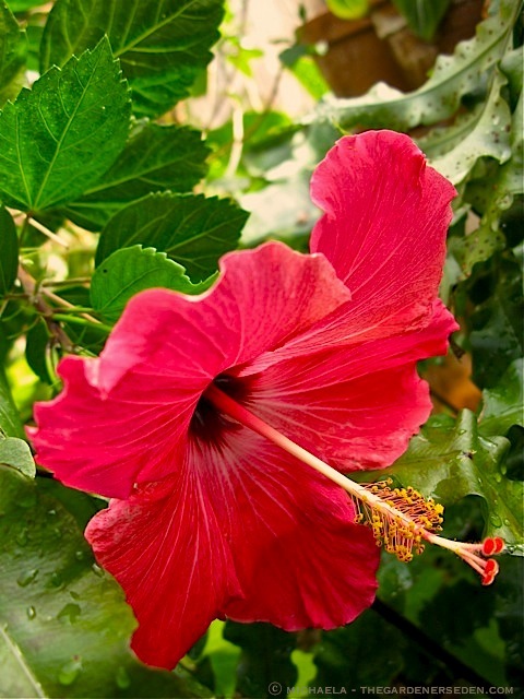 Hibiscus © 2010 Michaela TGE