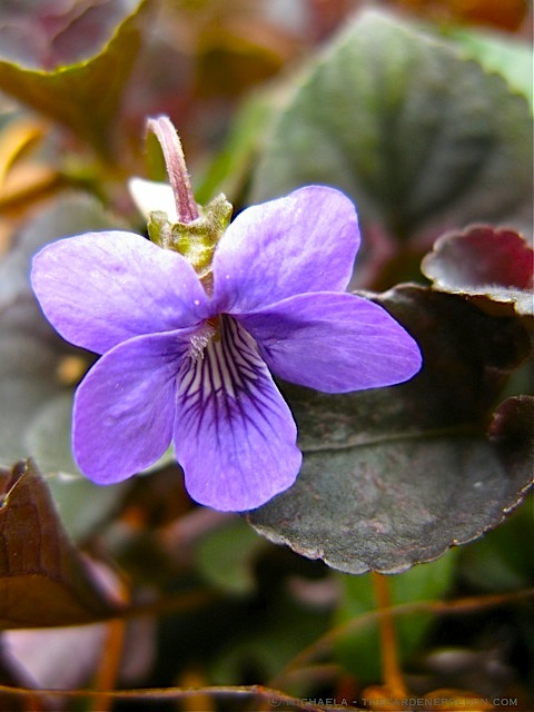 Labrador-Violet-Close-Up-©-2010-Michaela-at-TGE
