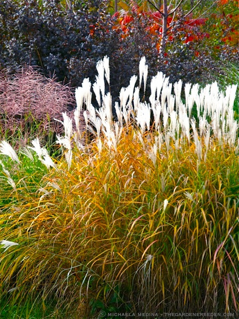 Autumn Garden Design With Ornamental Grass And Shrubs The Gardener S Eden