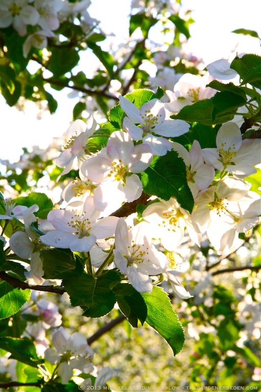 Heirloom_Apple_Blossoms_at_Scott_Farm_Vermont_michaela_medina_harlow_thegardenerseden