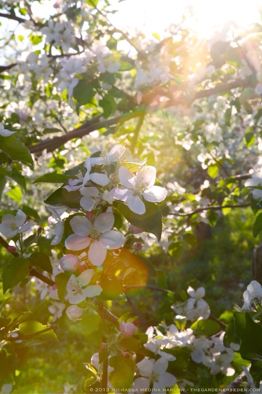 Sunset_Scott_Farm_Heirloom_Apple_Orchard_Vermont_michaela_medina_harlow_thegardenerseden.com