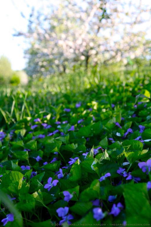 Violets_and_Apple_Blossoms_Scott_Farm_Vermont_michaela_medina_harlow_thegardenerseden.com