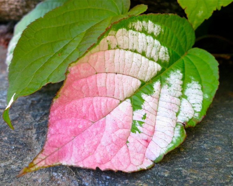 Actinidia kolomikta leaf - michaela medina harlow - thegardenerseden.com