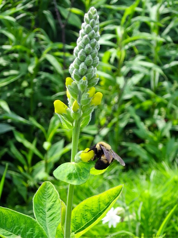 Bumblebee on Carolina Lupine (Thermopsis caroliniana) michaela medina harlow - thegardenerseden.com