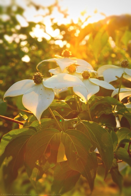 Cornus kousa - Sunlit Bracts and Blossoms - michaela medina harlow - thegardenerseden.com