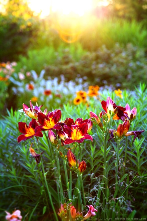 wild at heart - woodside daylily mix in the garden - michaela medina harlow - thegardenerseden.com
