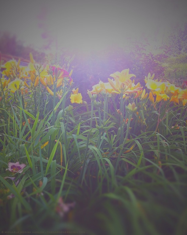 Daylilies and Sunlight in July - michaela medina harlow - thegardenerseden.com