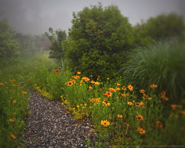 Foggy July Morning Along the Wildflower Walk - michaela medina harlow - thegardenerseden.com