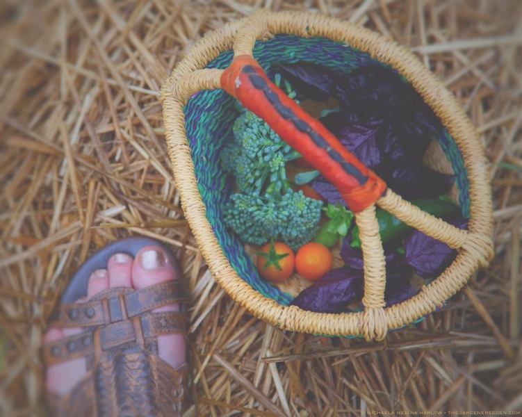 Harvest Basket - A Slow Start to Summer Produce - michaela medina harlow - thegardenerseden.com
