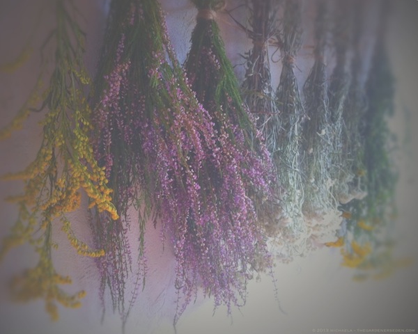 Hang Drying Flowers - michaela medina harlow - thegardenerseden.com