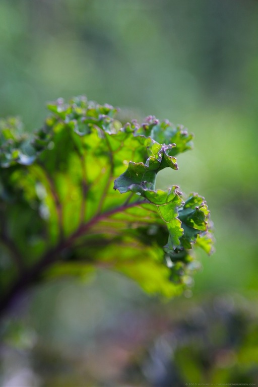Young Redbor Kale Leaf - michaela medina harlow - thegardenerseden.com
