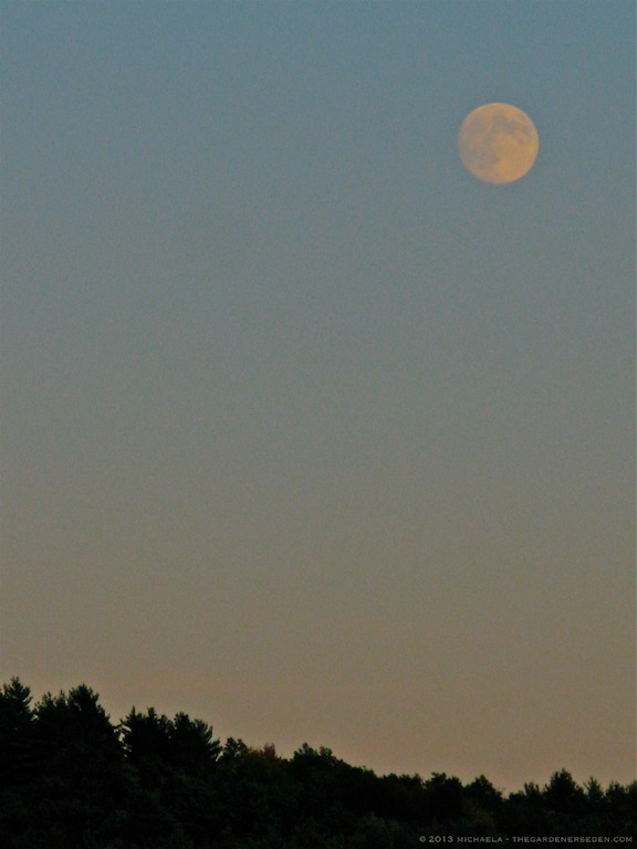 full moonrise - michaela medina harlow - thegardenerseden.com