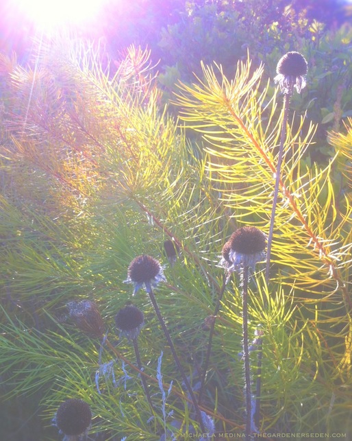 Golden Amsonia hubrichtii & Blackened Seedpods of Rudbeckia hirta - michaela medina harlow - thegardenerseden.com