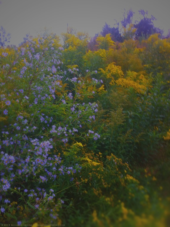 Late Summer Meadow Beauties - Asteracea and Solidago - michaela medina harlow - thegardenerseden.com