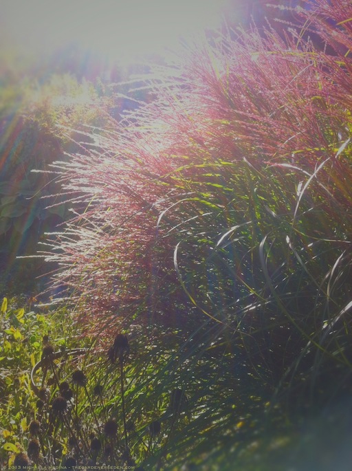 Miscanthus sinensis 'Morning Light' in late summer - michaela medina harlow - thegardenerseden.com