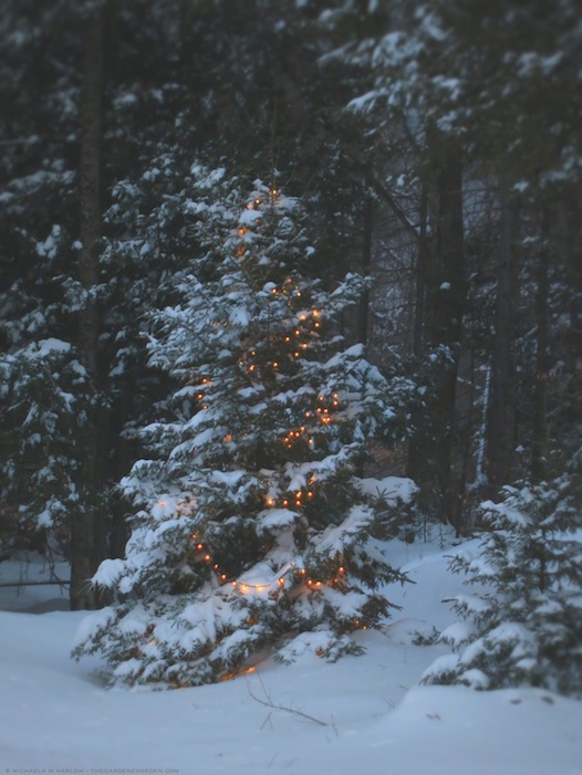 Oh Christmas Tree - Michaela Medina Harlow - thegardenerseden.com