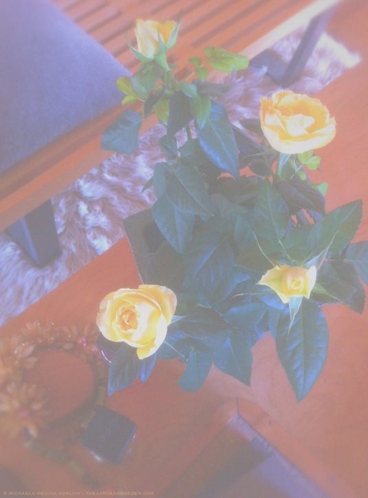 Minature_Roses_on_the_dressing_table_copyright_michaela_harlow_thegardenerseden.com