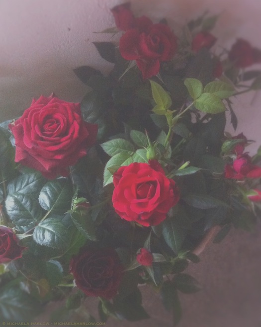 Red_Red_Miniature_Roses_copyright_michaela_medina_harlow_thegardenerseden.com