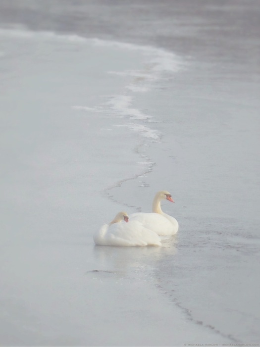pair_of_swans_huddled_on_ice_copyright_michaela_medina_harlow_thegardenerseden.com