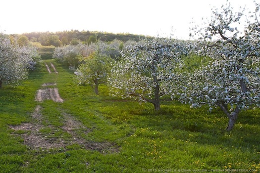 Heirloom_Apple_Blossoms_in_the_Orchard_at_Scott_Farm_smallJPEG_michaela_medina_harlow_thegardenerseden