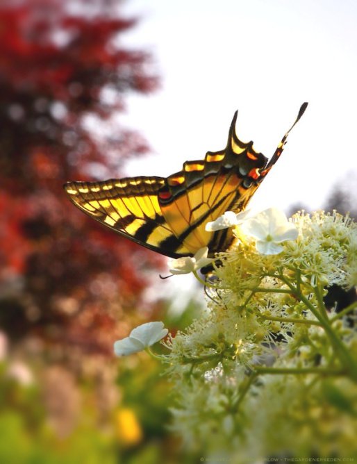 514x668xSwallowtail-Butterfly-on-Hydrangea-anomala-ssp-petiolaris-michaela-medina-harlow-thegardenerseden.com_.jpg.pagespeed.ic.AIyf1-vvr3
