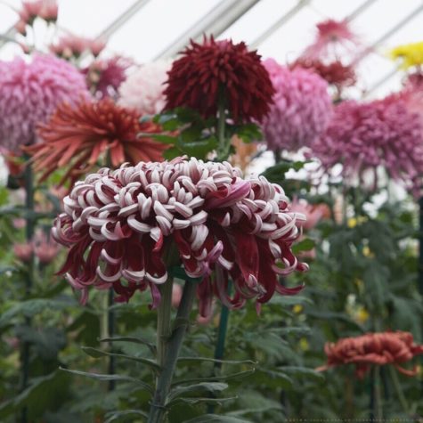 Chrysanthemum X Morifolium Lili Gallon The Gardener S Eden